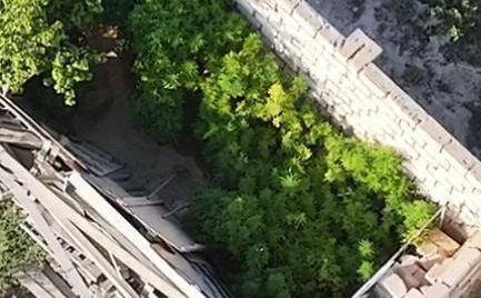 Түпқарағанда есірткі өсімдіктерін заңсыз өсіру дерегі анықталды