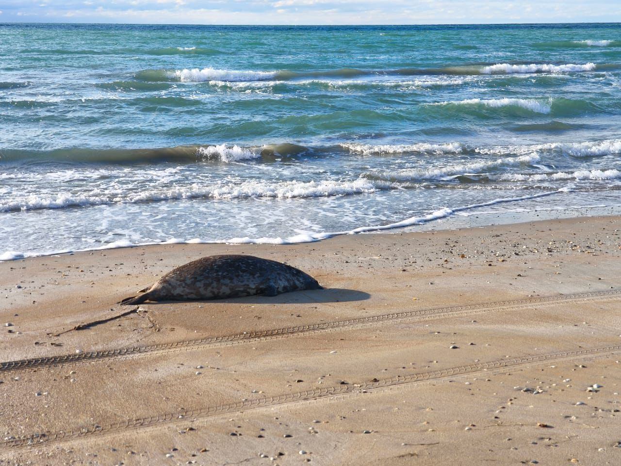 112 мертвых тюленей обнаружили на берегу моря в Тупкараганском районе