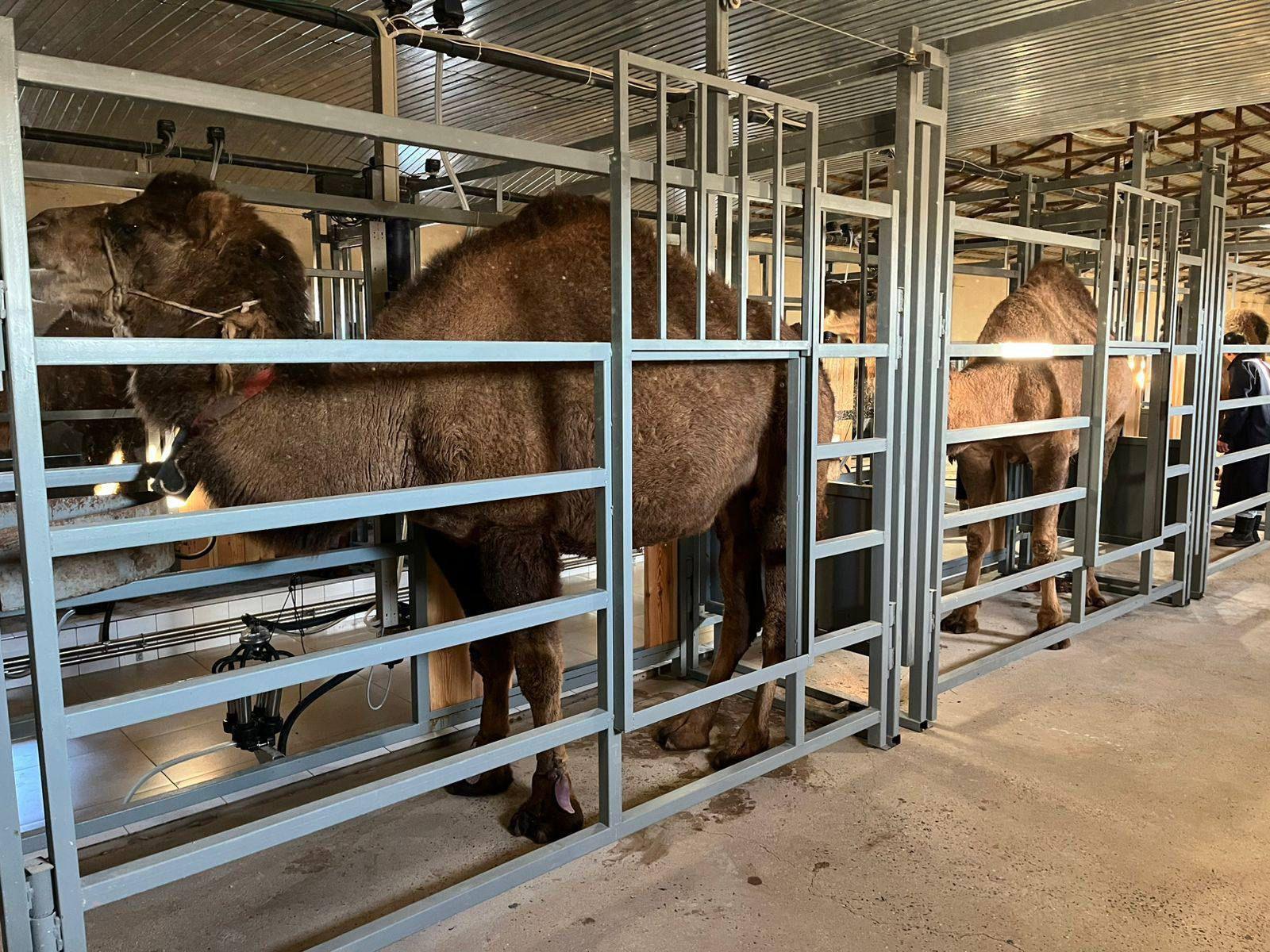 В Мангистау реализуются новые проекты по развитию сельского хозяйства