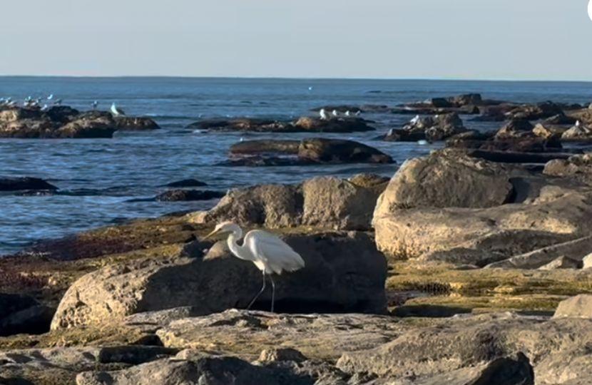 Ақтауға қонған аққұтан: Мамандар сирек құс туралы пікір білдірді