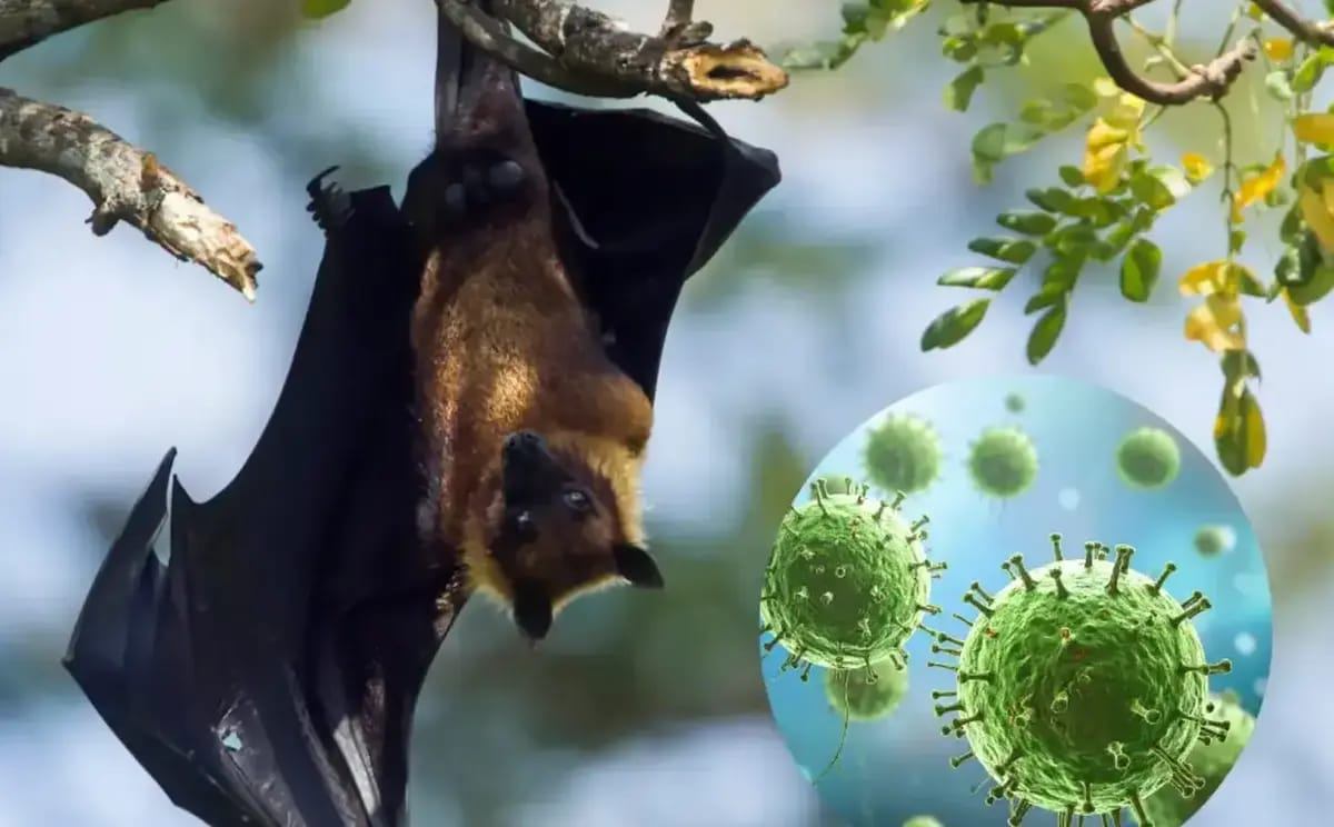 Қазақстанның Денсаулық сақтау министрлігі қауіпті Нипах вирусына қатысты ресми мәлімдеме жасады