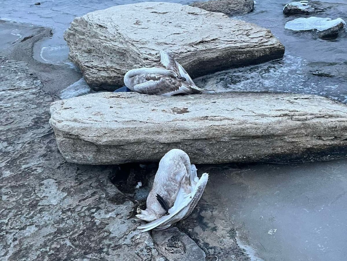 Десятки мертвых птиц обнаружили на берегу моря недалеко от Актау