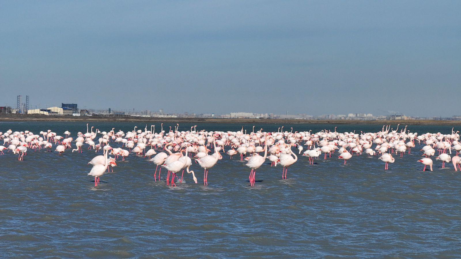 В Актау за один сезон прилетает около 20 тысяч фламинго
