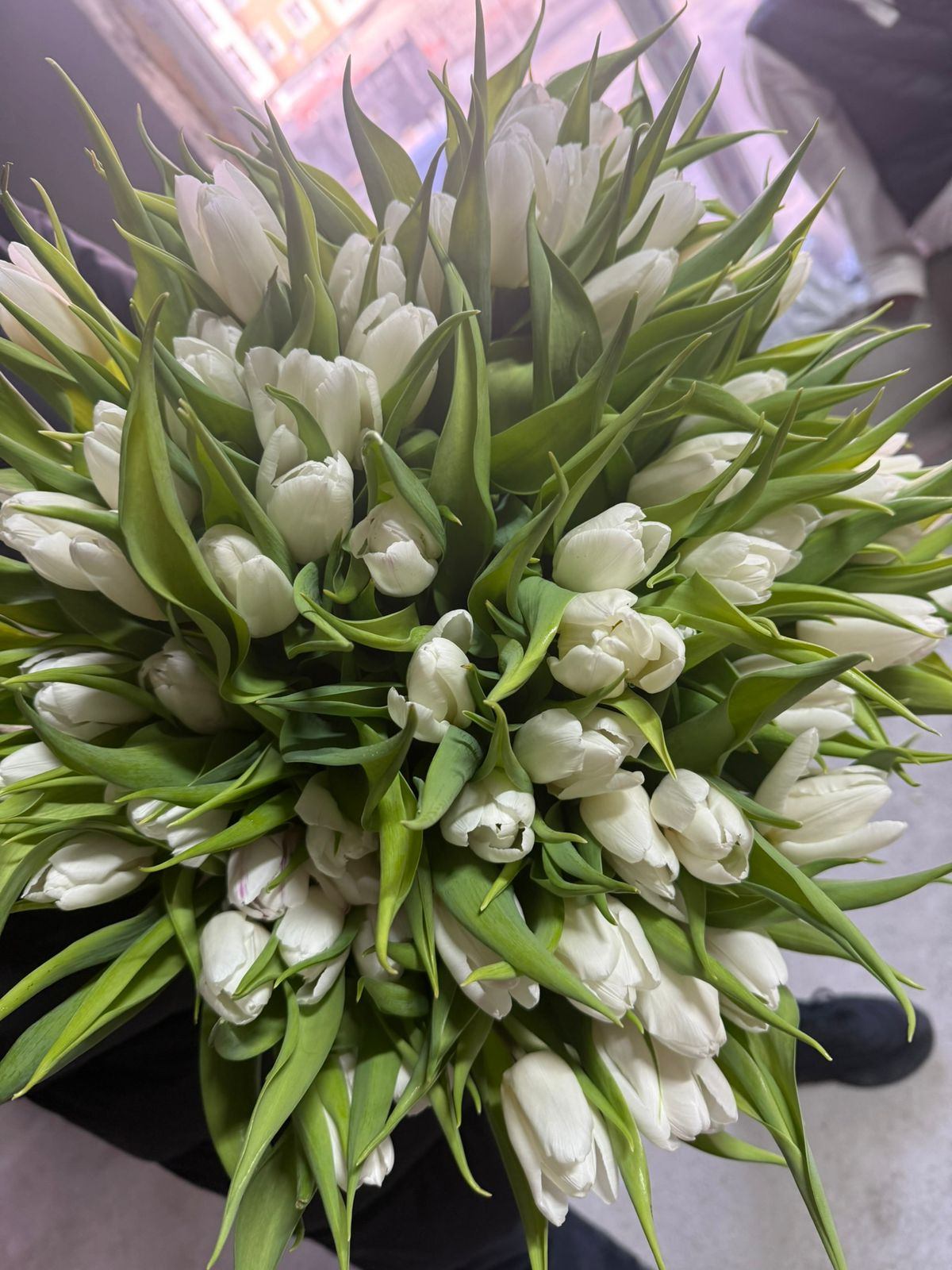 Маңғыстаулық ерлі-зайыпты қызғалдақ өсірумен айналысады