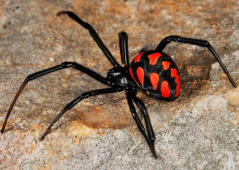 Три ампулы противоядия от укусов каракуртов закупили в Мангистау