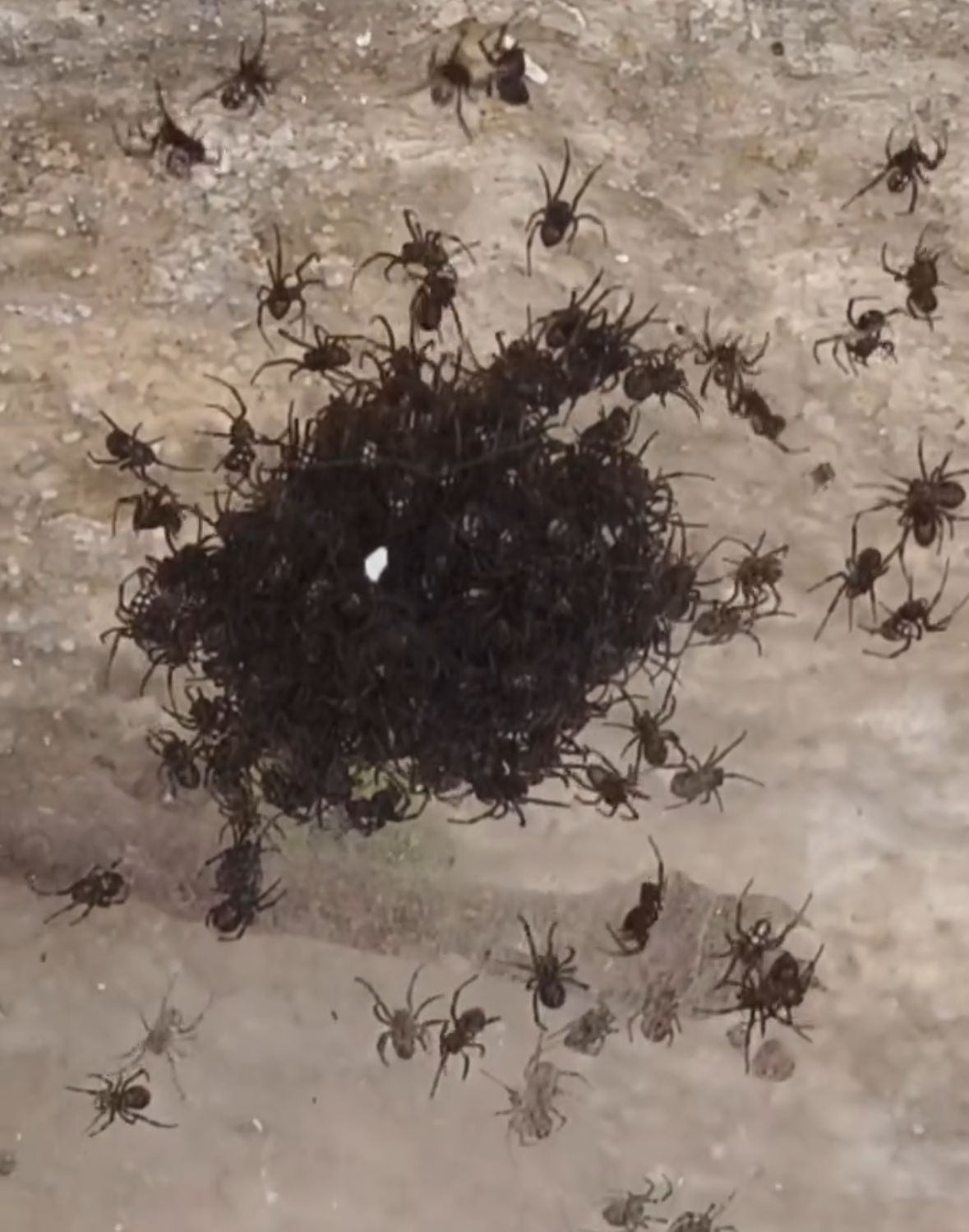 Абай болыңыз, қарақұрт! : Маңғыстауда улы өрмекшілер маусымы басталды