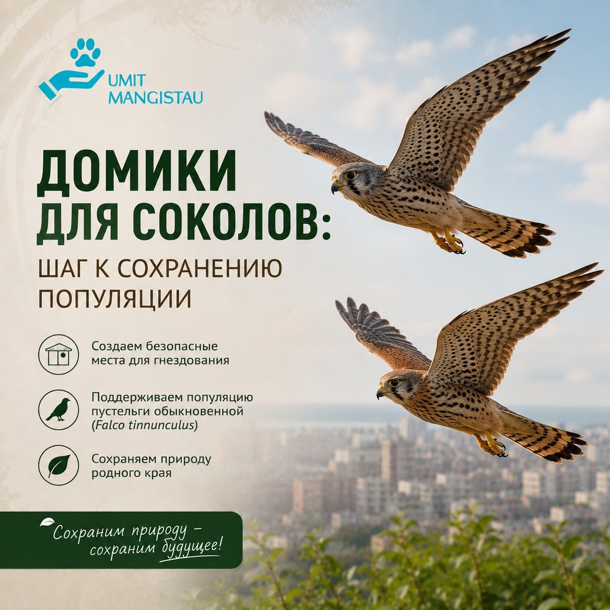 Ақтауда жыртқыш құстардың қалалық экожүйеге бейімделуіне жағдай жасалуда