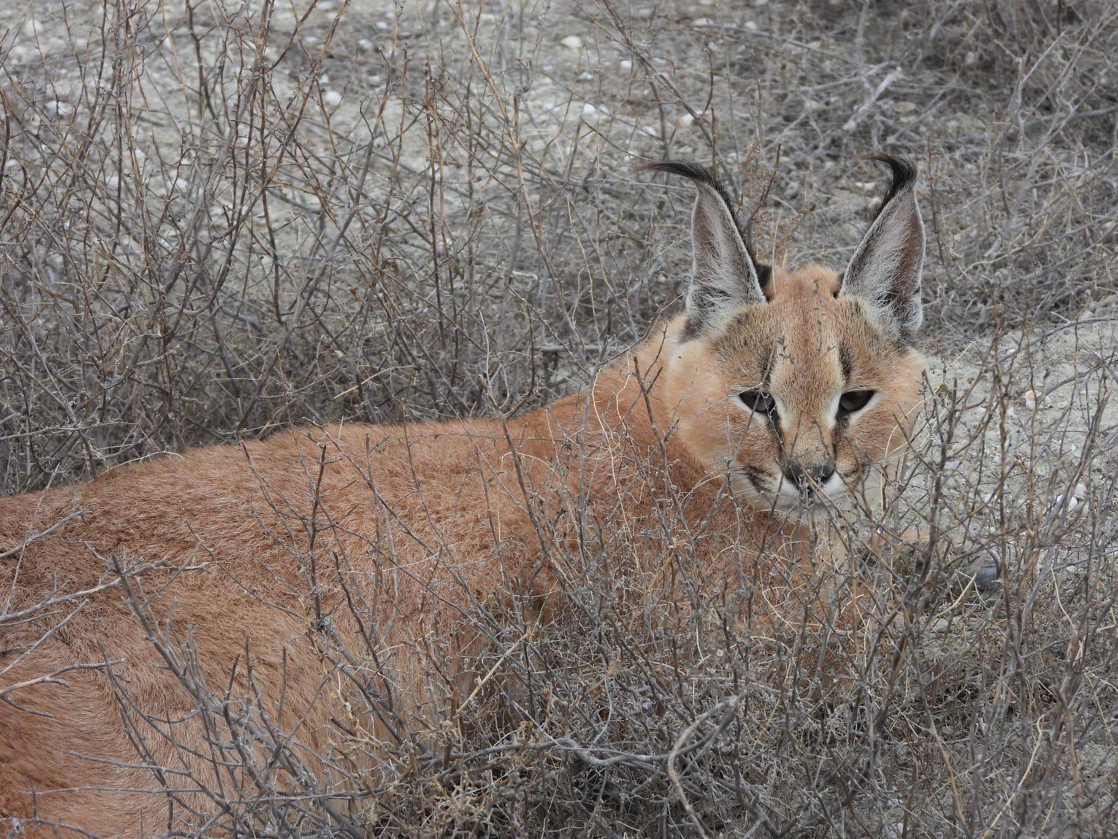 В парке «Кызылсай» продолжаются работы по учёту диких животных
