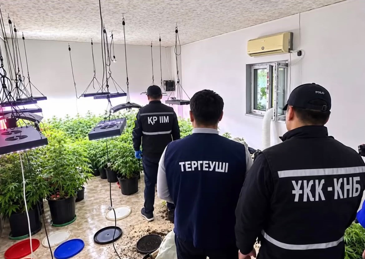 В Мангистау обнаружили помещение с 44 кустами конопли