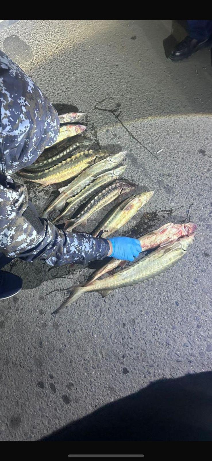 Незаконный улов: патрульная полиция Мангистау задержала автомобиль, загруженный осетрами