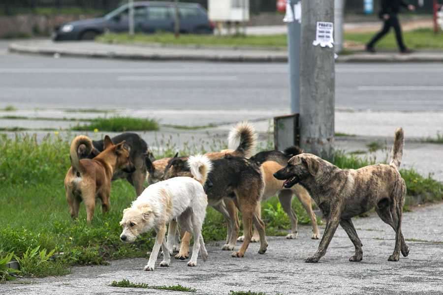 Жители Актау жалуются на большое количество бездомных собак