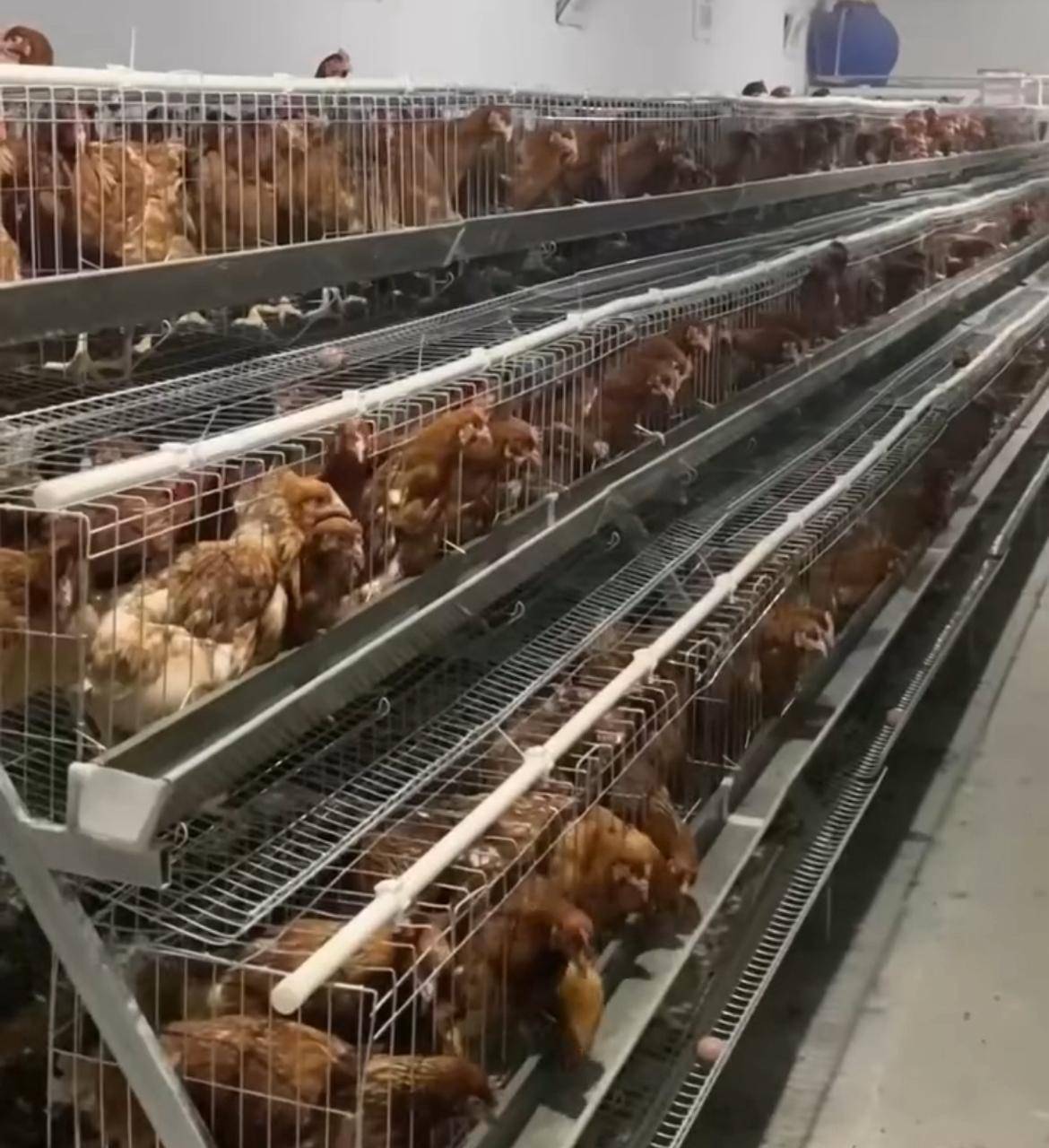 Жаңаөзенде жылына 1,3 млн жұмыртқа өндіретін шағын құс фермасы ашылды