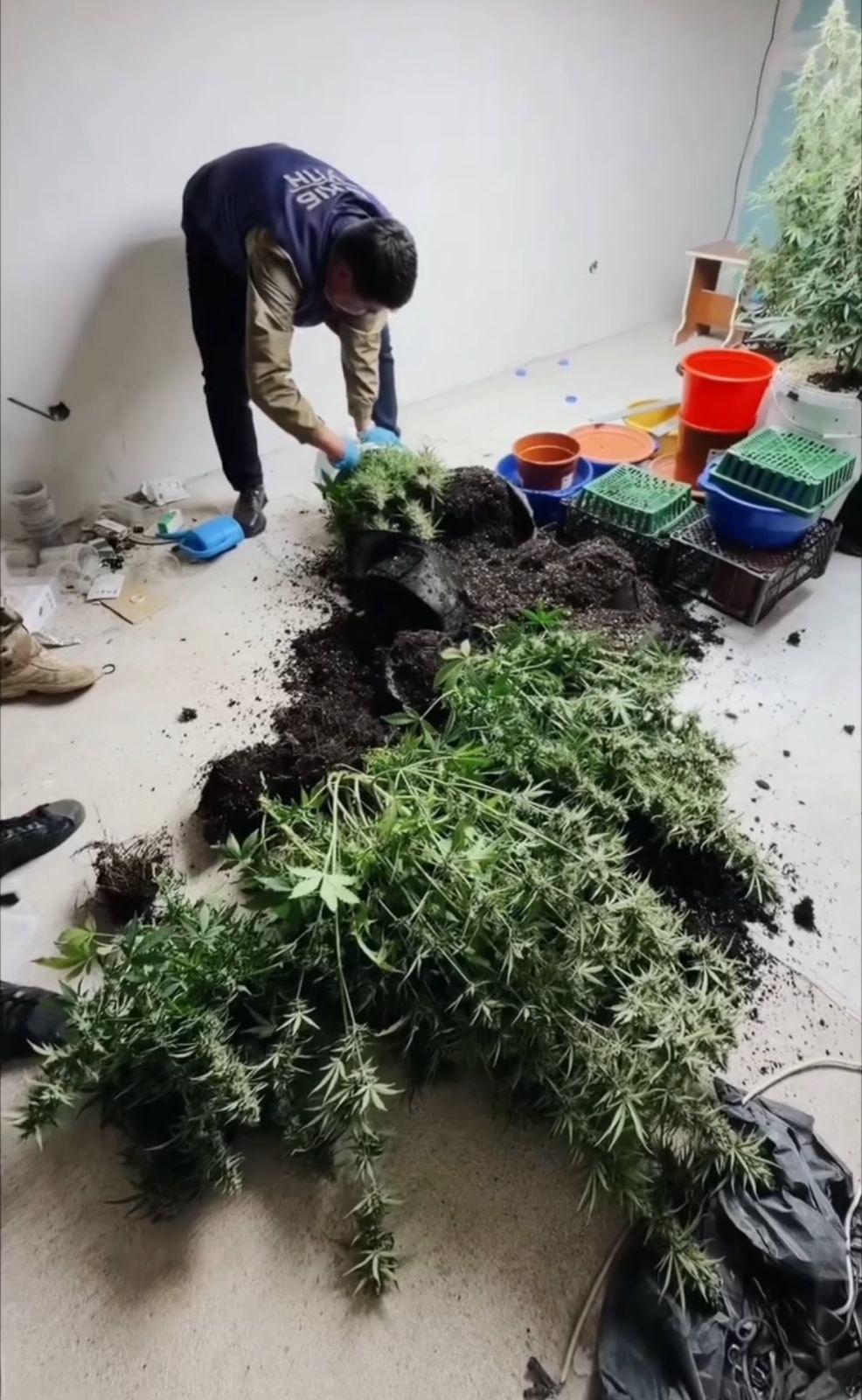 Ақтауда 7 келіден астам марихуана тәркіленді