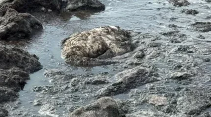 Каспийден табылған өлі құстар: Инспекция жағдайға қатысты мәлімдеме жасады