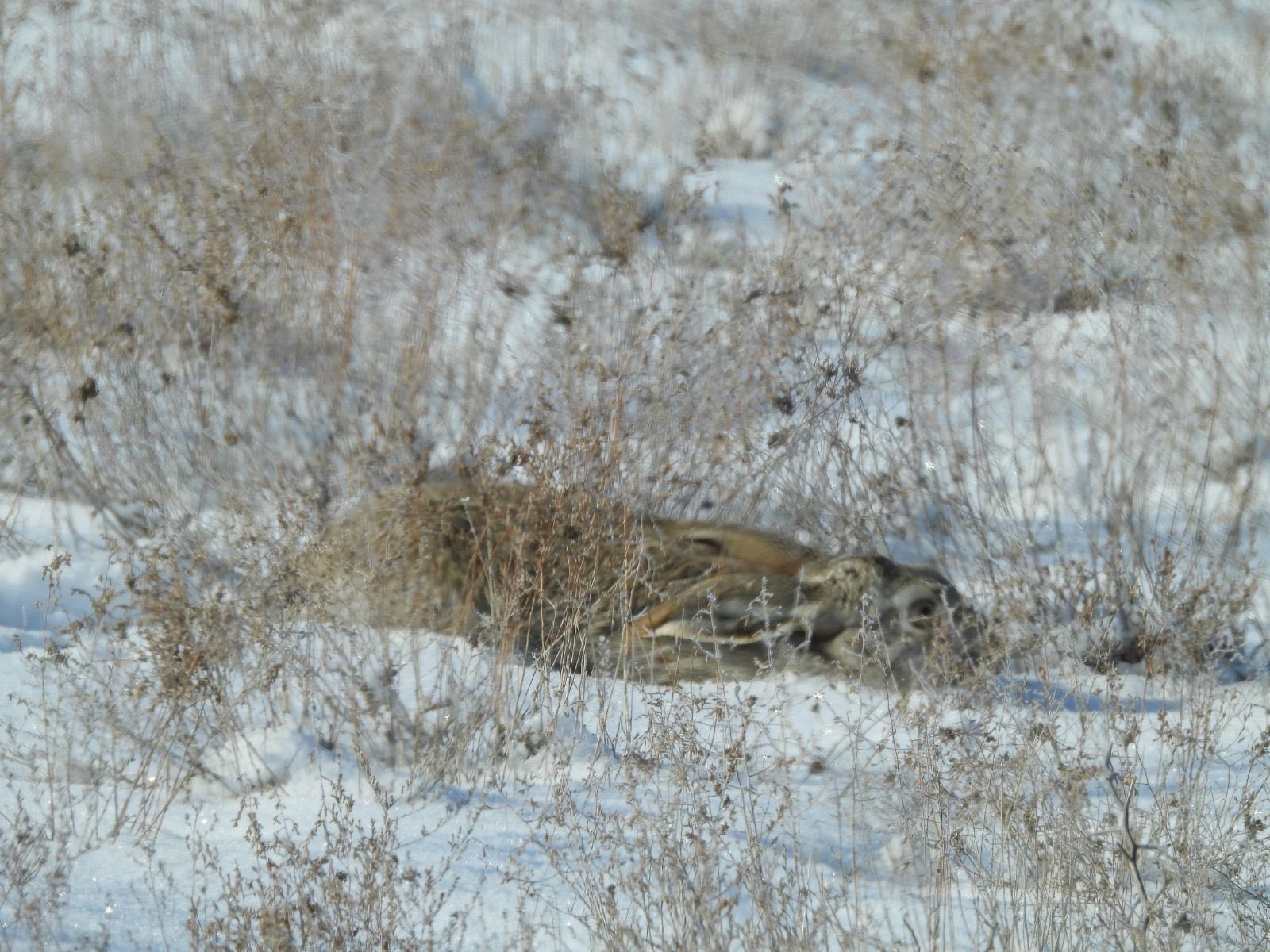 «Қызылсай» табиғи паркінде рейдтік-бақылау жұмыстарын жүргізілді