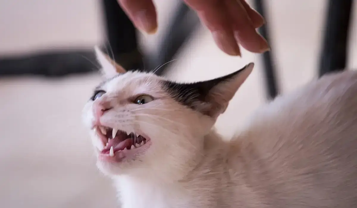 Бейнеуде қаңғыбас мысық тістеген 43 жастағы әйел құтырма дертінен көз жұмды