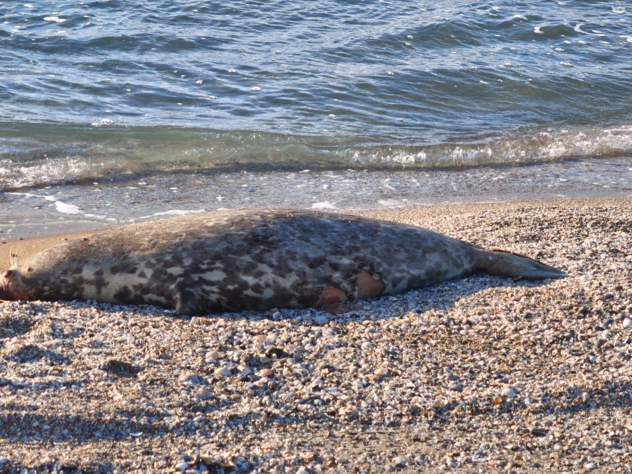 Түпқараған ауданында 112 өлі итбалық табылды