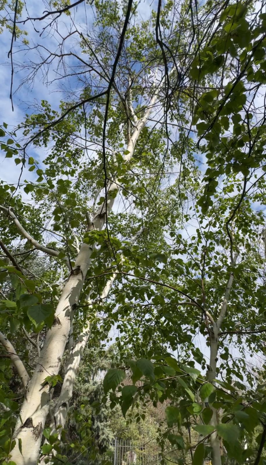 В Актау выращивают березы, требующие до 120 литров воды за полив