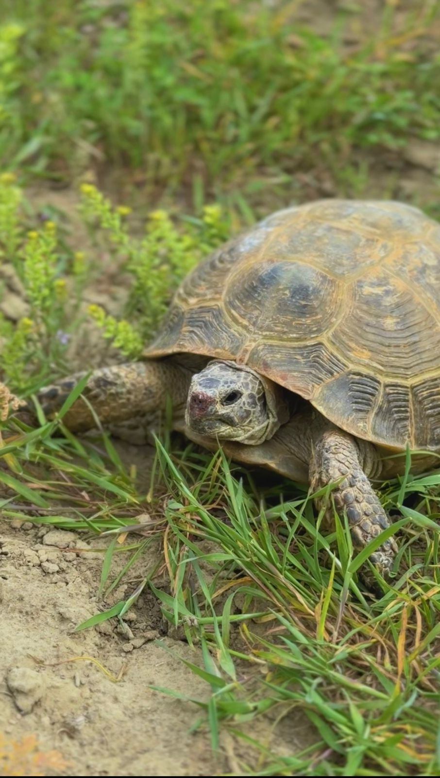 В Мангистау проснулись от спячки среднеазиатские черепахи