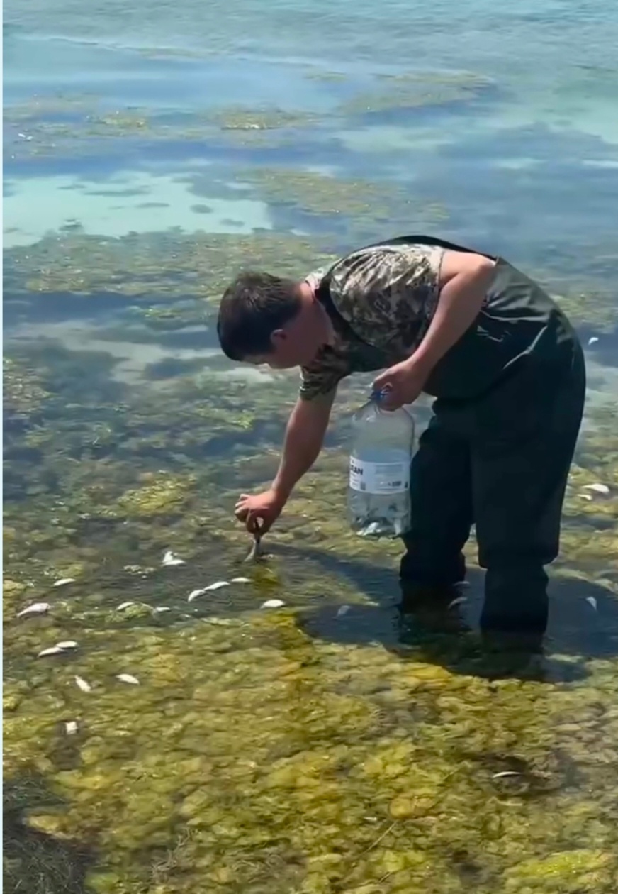 Названа причина гибели рыбы на побережье Каспийского моря