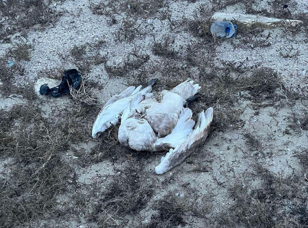 Экологи сообщили о результатах анализа проб воды с места гибели лебедей