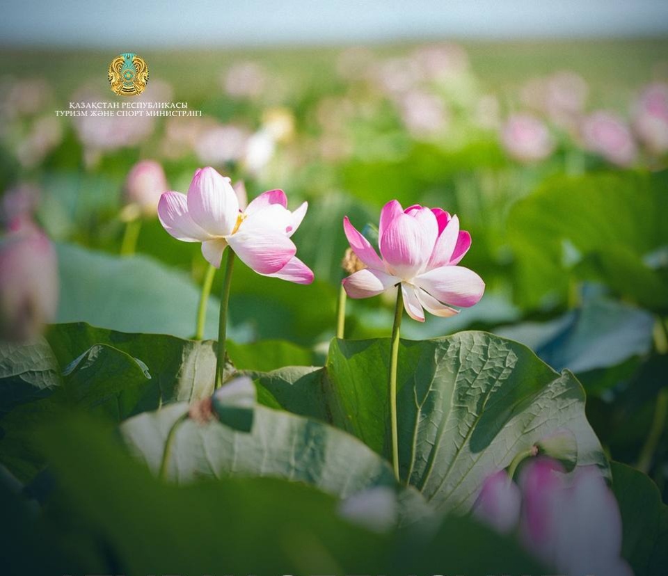 «Lotus Fest-2026» в Атырауской области за два дня собрал более 40 тысяч человек