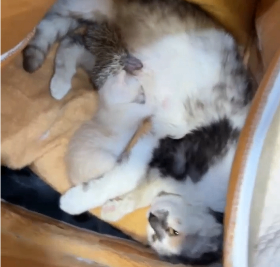 Ақтауда мысық жетім қалған кірпі балаларын бауырына басты