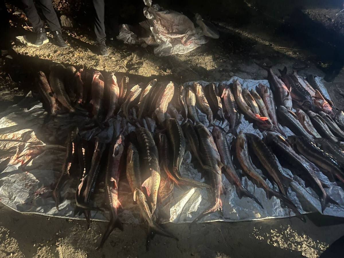 В Мангистауской области задержаны лица, незаконно добывавшие осетров и животных, занесённых в Красную книгу