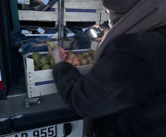 В Мангистау вернули партию груш весом 19 тонн, доставленную из Бельгии
