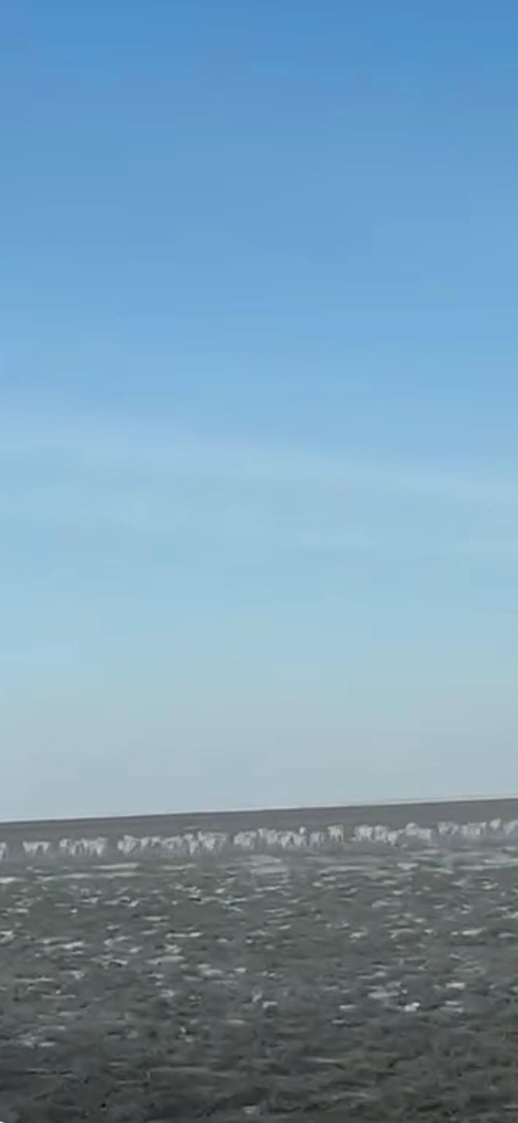 В Мангистау координируют действия по сохранению популяции сайгаков