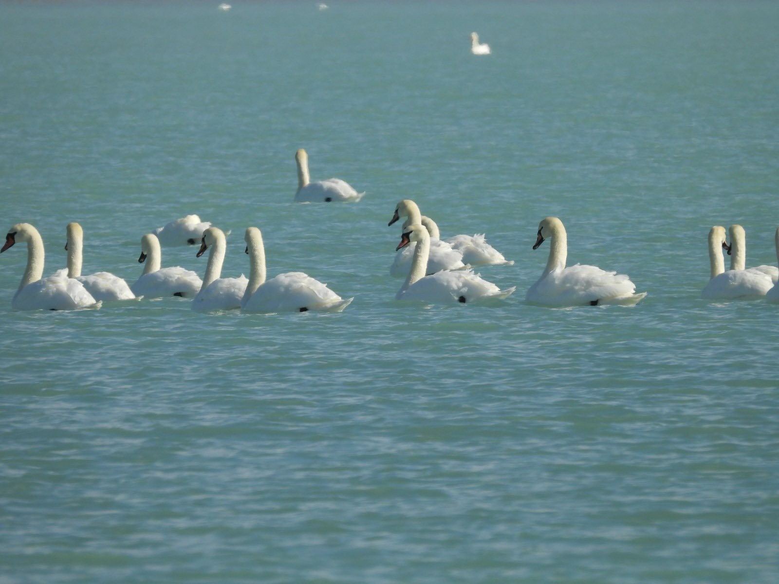 В заказнике «Адамтас» проведен зимний учет птиц