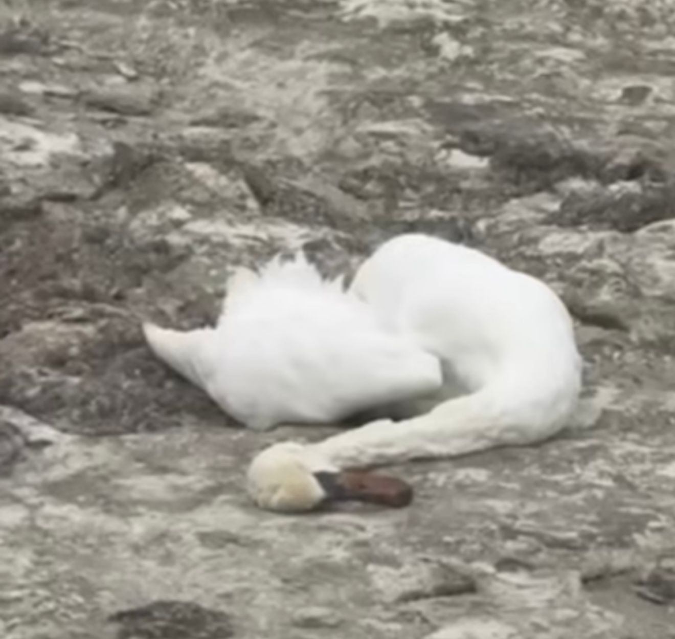 Департамент экологии Мангистау сообщил результаты исследования по погибшим лебедям