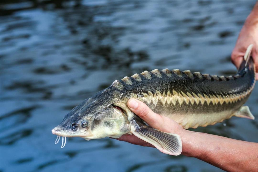 44,5 кг осетровых изъяли у водителя в Мангистау