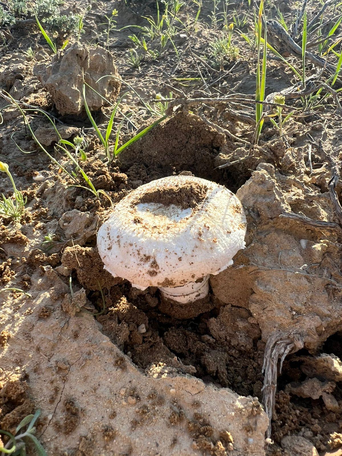 После дождей Мангистауская степь удивила урожаем грибов