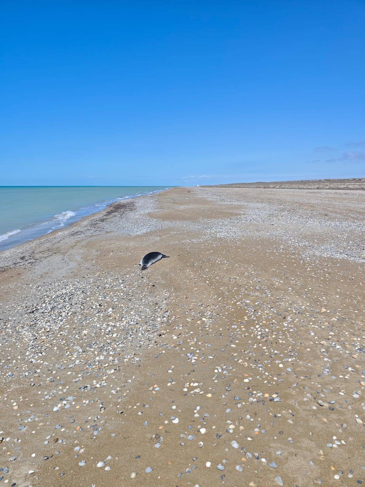 Каспий жағалауынан екі жүзге жуық итбалықтың өлексесі табылды