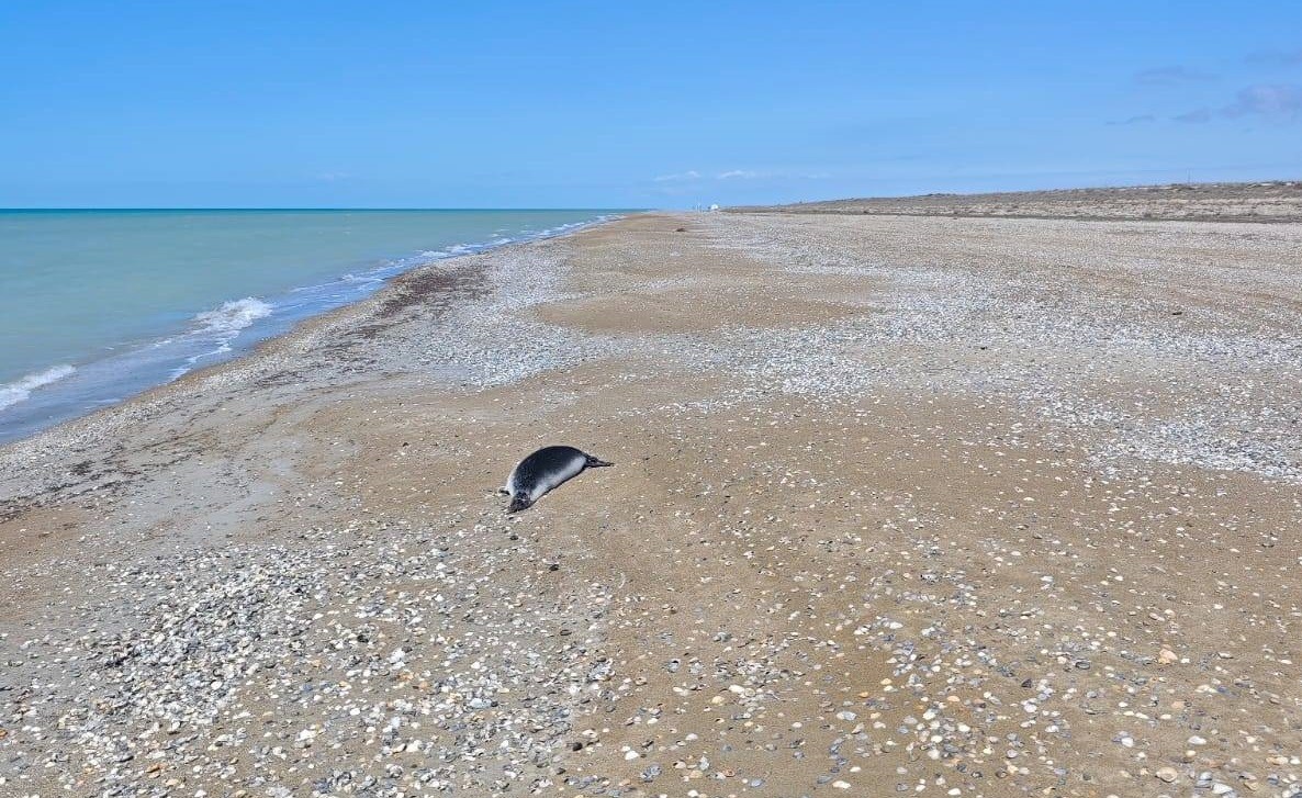 Почти две сотни мертвых тюленей обнаружено у побережья Каспия