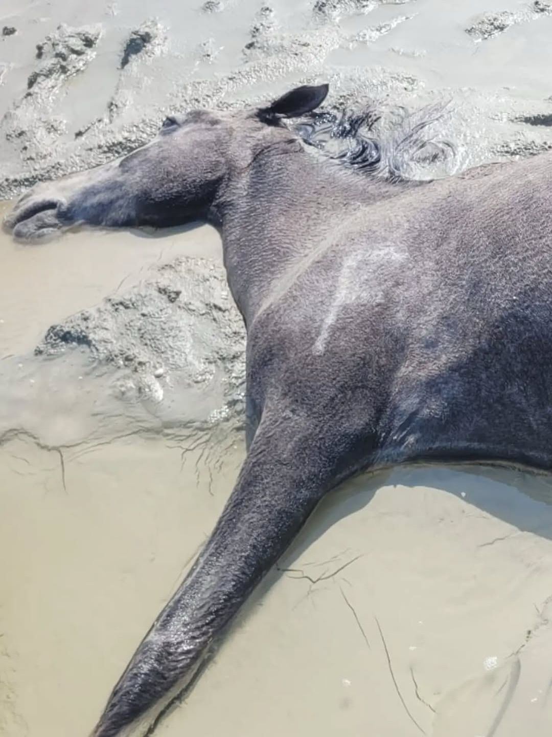 Пропавший в Мангистауском районе скот ищут с помощью дронов