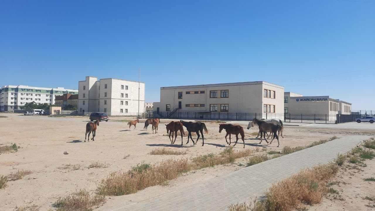 Ақтаудың жоғарғы шағынаудандарында иесіз жылқылар жайылып жүр