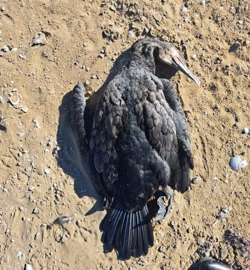 Түпқараған ауданында 13 өлі құс табылды