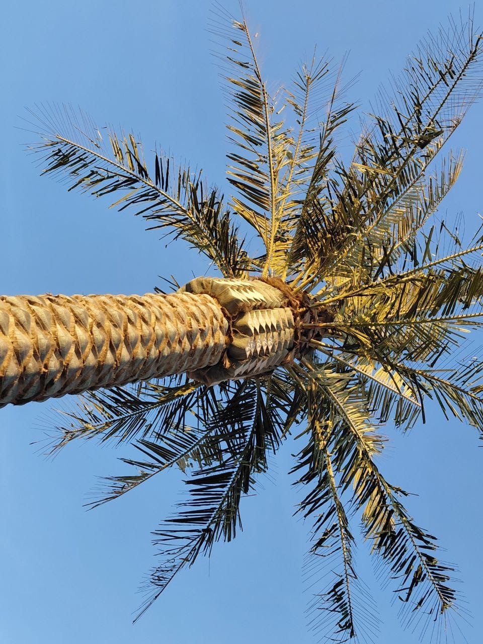 Ақтау жағалауындағы пальмалар алынып тастала ма?