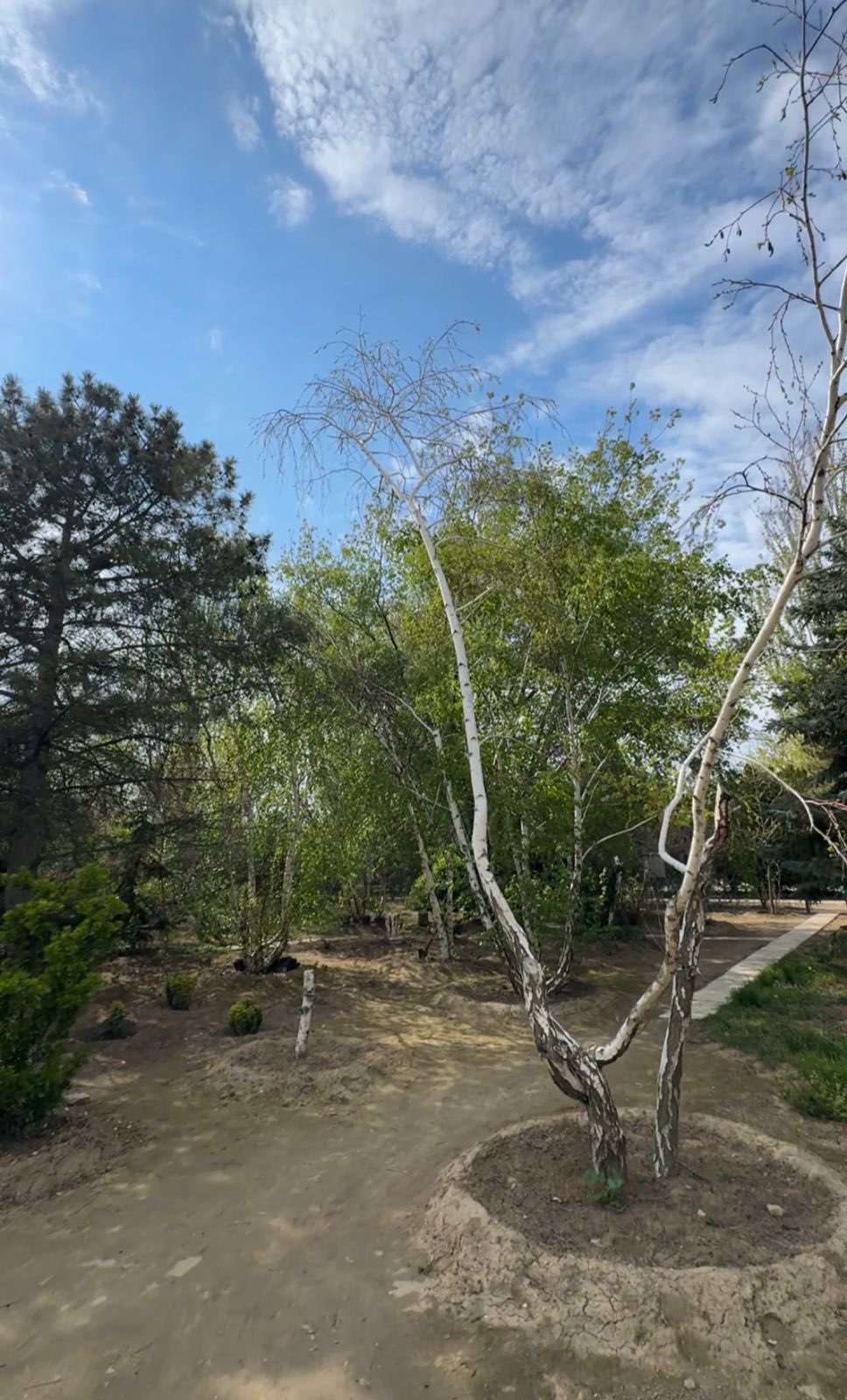 Ақтауда бір суарғанда шамамен 120 литр су қажет ететін қайың өседі