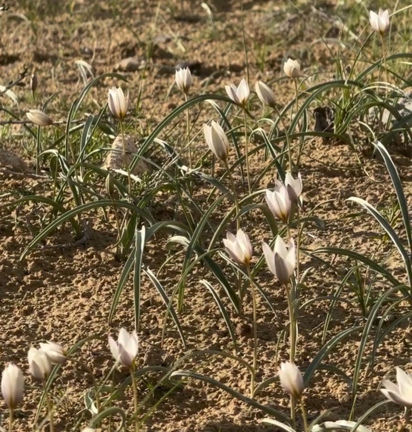 В Мангистау зацвёл редкий краснокнижный согдийский тюльпан