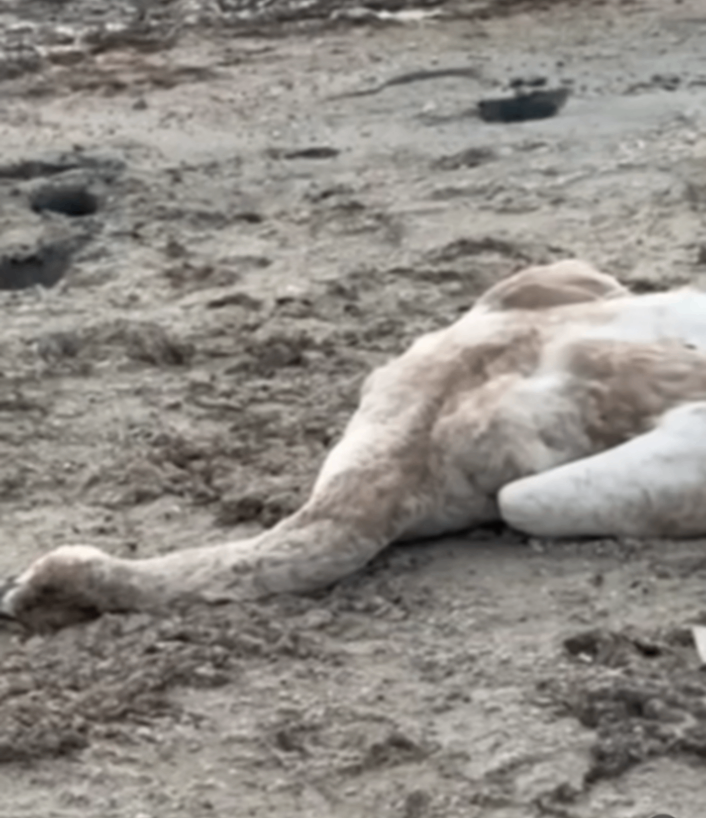 Что сообщили специалисты по факту гибели лебедей в районе села Сайын Шапагатов?